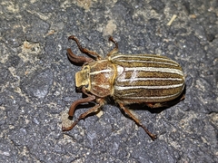 Polyphylla crinita