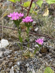 Centaurium littorale