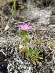 Centaurium littorale