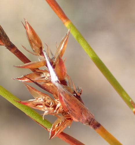 Restio andreaeanus (Restio andreaeanus)