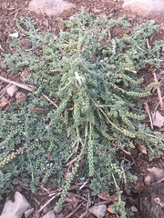 Verbena supina