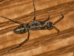 Pranburia mahannopi