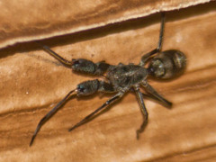 Pranburia mahannopi