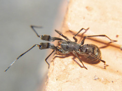 Pranburia mahannopi