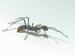 Pranburia mahannopi