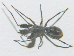 Pranburia mahannopi