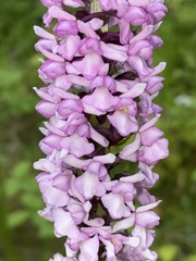 Gymnadenia densiflora
