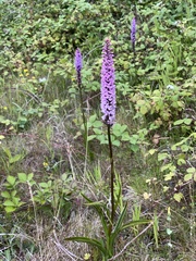 Gymnadenia densiflora