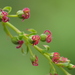 Coriaria intermedia - Photo no rights reserved, uploaded by 葉子