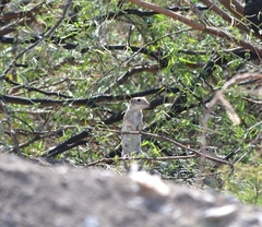 Xerospermophilus spilosoma