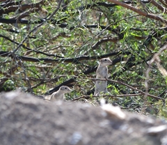 Xerospermophilus spilosoma