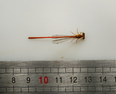 Ceriagrion glabrum