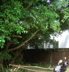 Ficus microcarpa microcarpa