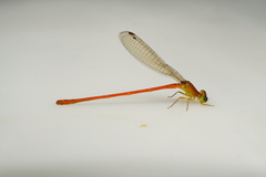 Ceriagrion glabrum