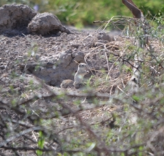 Xerospermophilus spilosoma