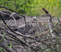 Xerospermophilus spilosoma