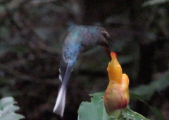 Costus wilsonii