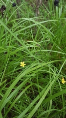 Hypericum drummondii