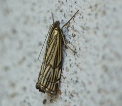 Chrysocramboides craterella