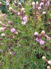 Cirsium arvense