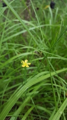 Hypericum drummondii