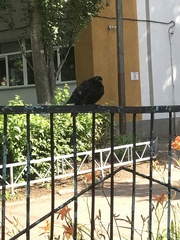 Columba livia domestica