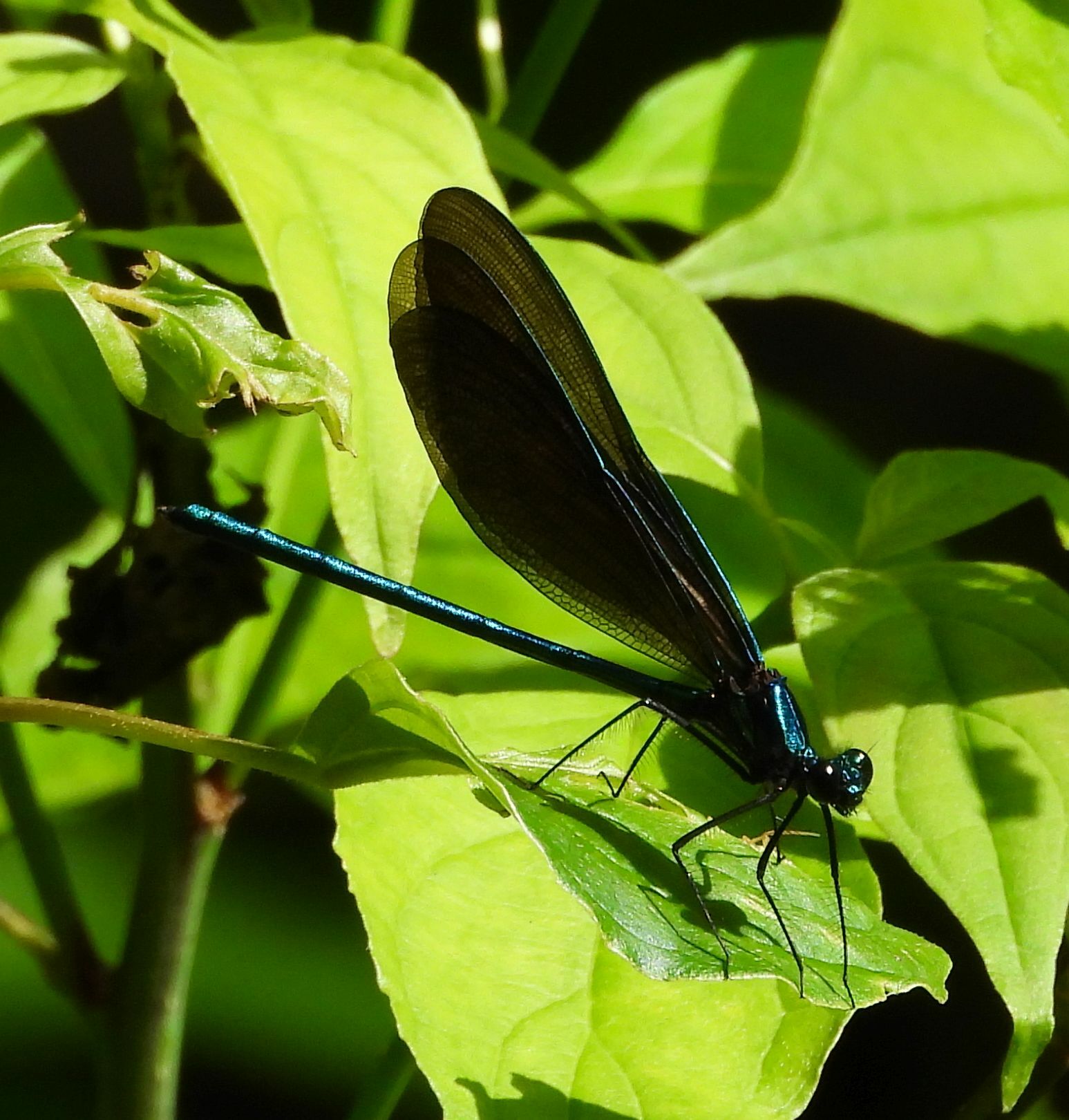 dragonfly macro by awaysick