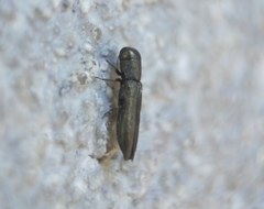 Cylindromorphus