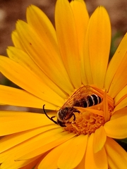 Halictus