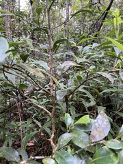 Suregada