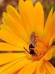 Halictus
