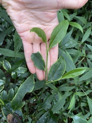 Suregada