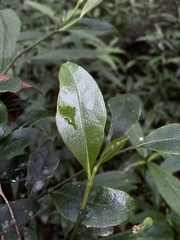 Suregada
