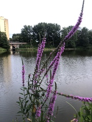 Lythrum salicaria