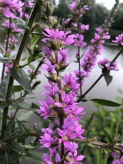 Lythrum salicaria