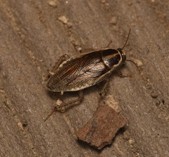 Blattellinae