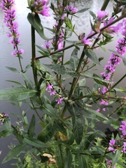 Lythrum salicaria