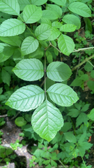 Fraxinus quadrangulata