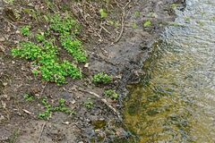 Chrysosplenium oppositifolium