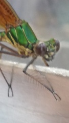 Calopteryx haemorrhoidalis