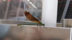 Calopteryx haemorrhoidalis