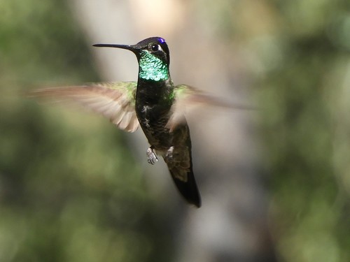 Rivoli's Hummingbird