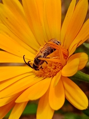 Halictus
