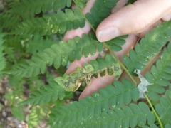 Chirosia filicis