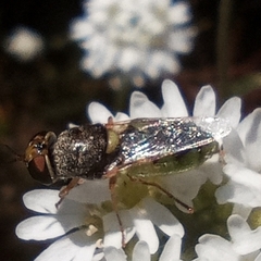 Odontomyia angulata