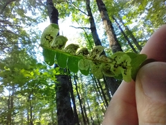 Chirosia filicis