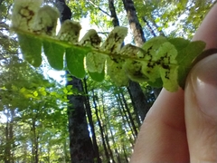 Chirosia filicis