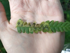 Chirosia filicis