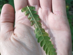 Chirosia filicis