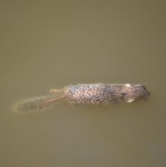 Xerospermophilus spilosoma